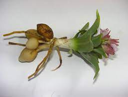 ثعلب چیست